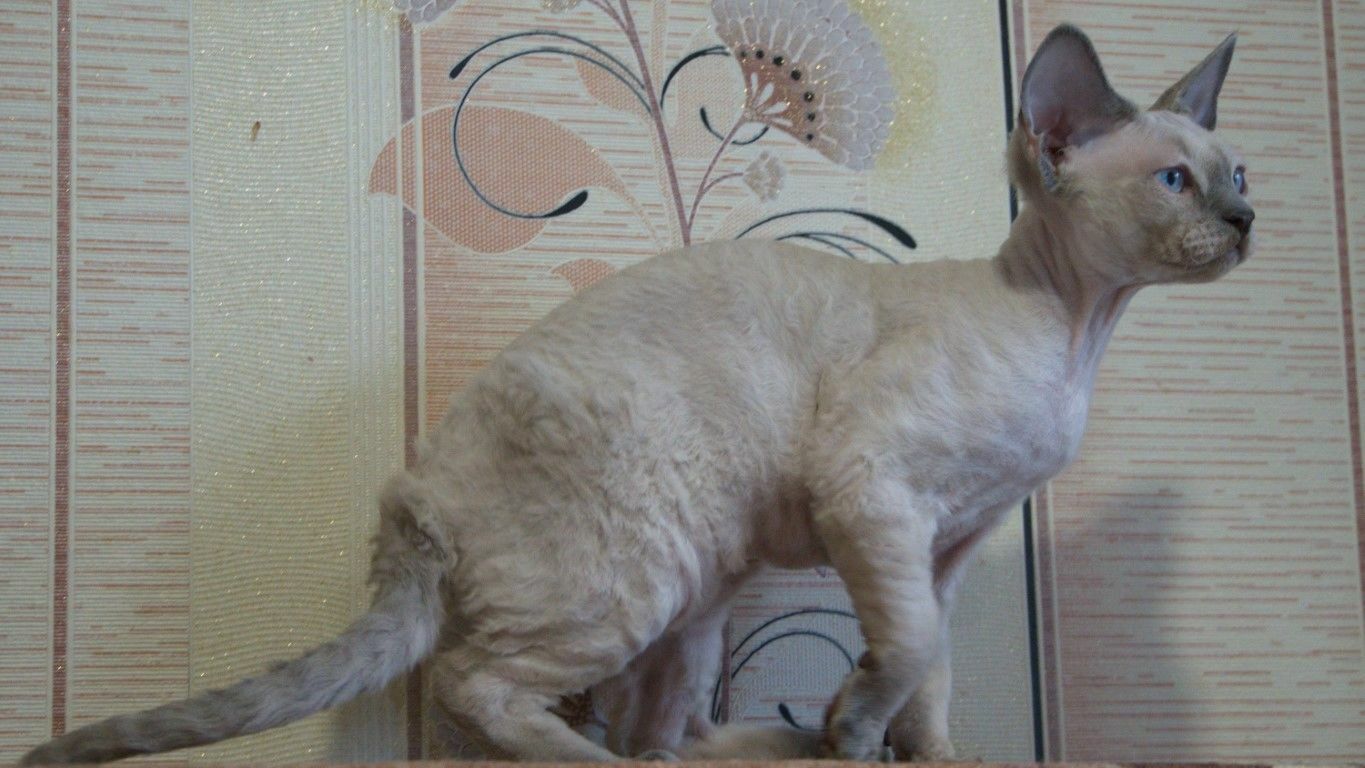 ИРРУС Jarli