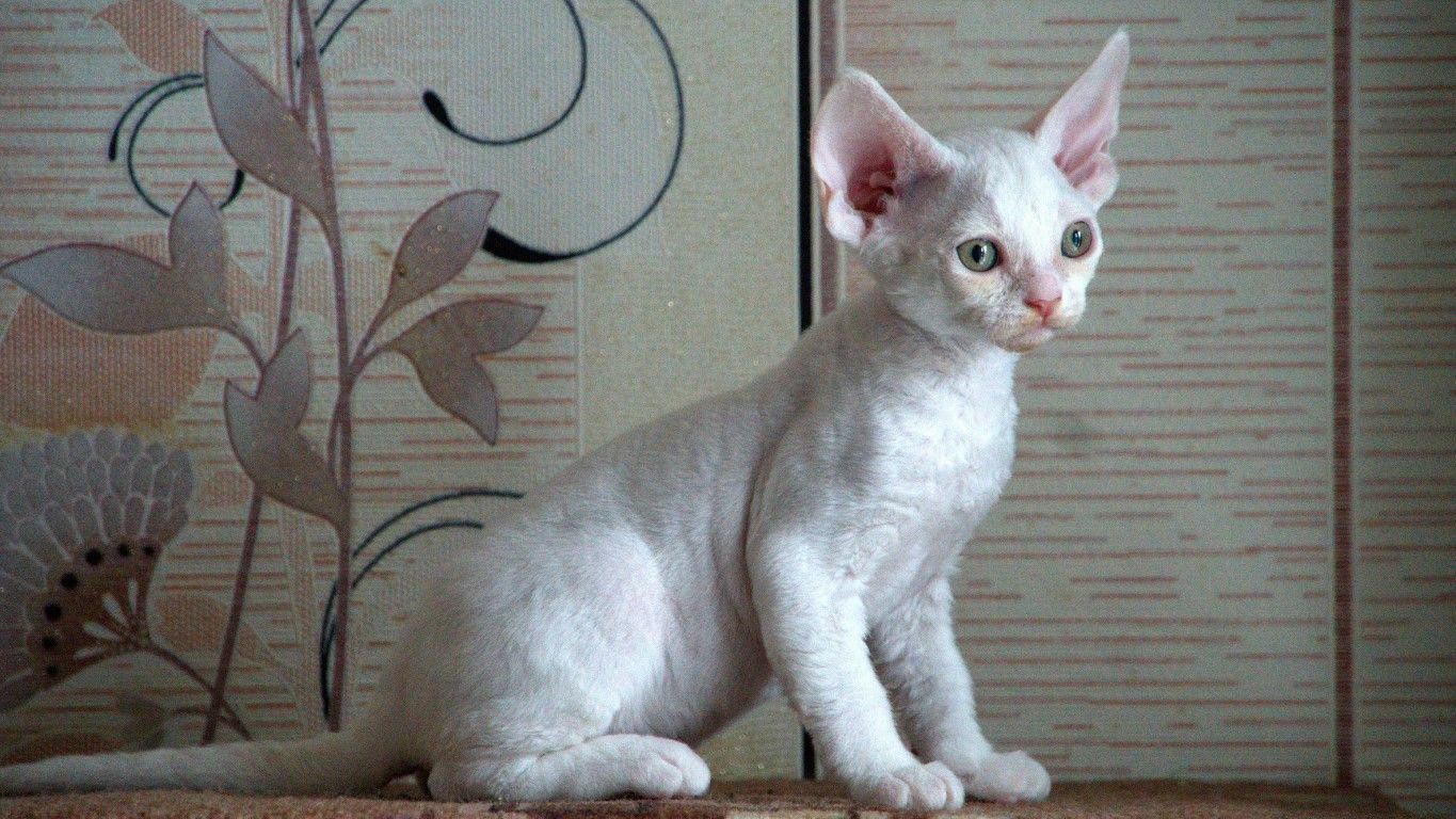 ИРРУС Lorenzya