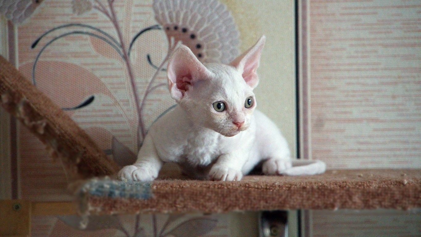 ИРРУС Lorenzya