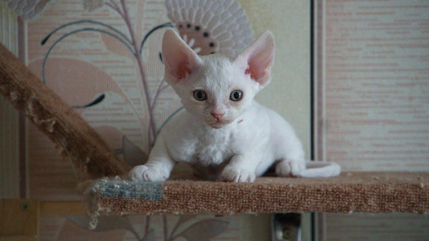 ИРРУС Lorenzya
