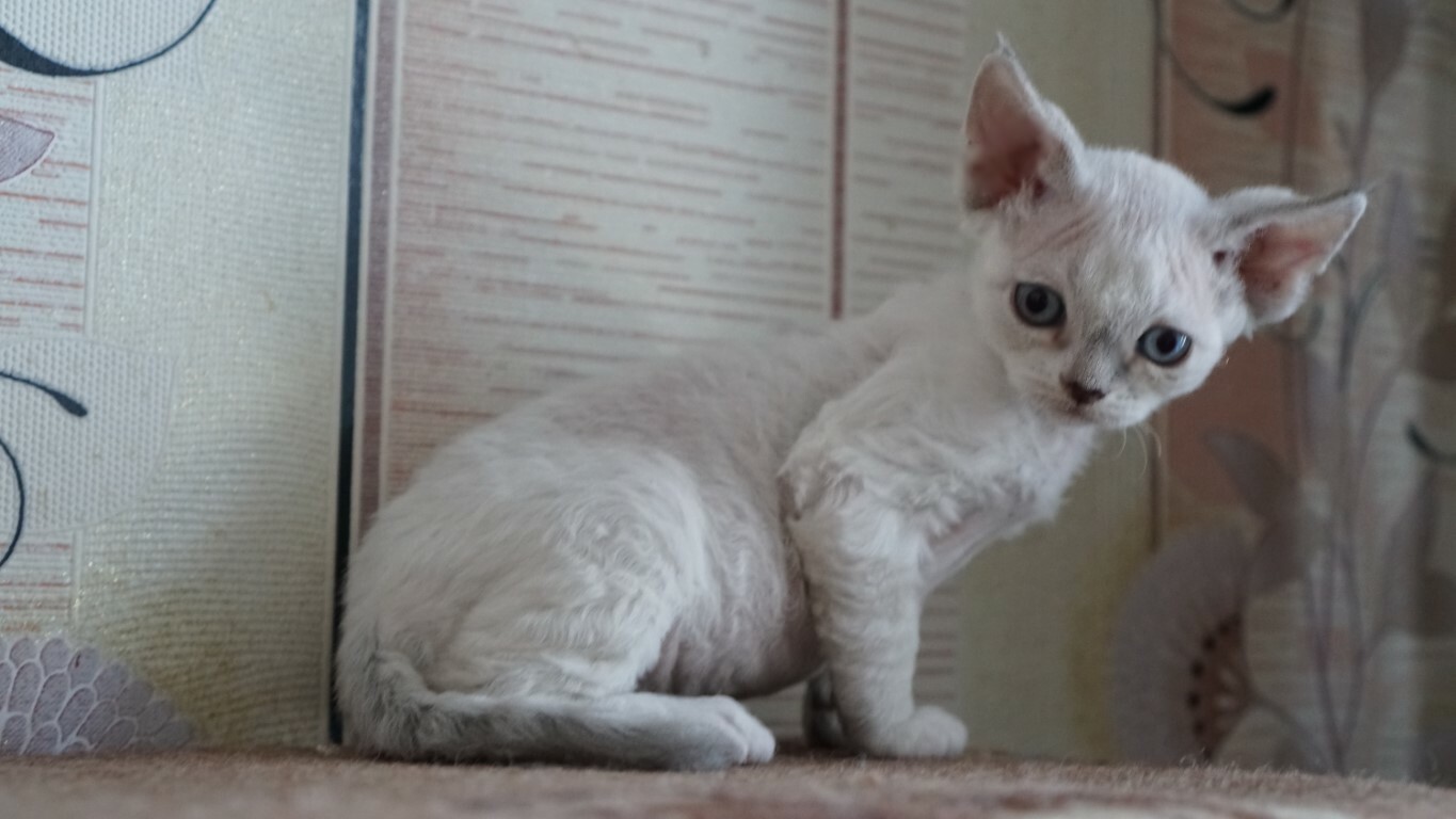 ИРРУС Ula